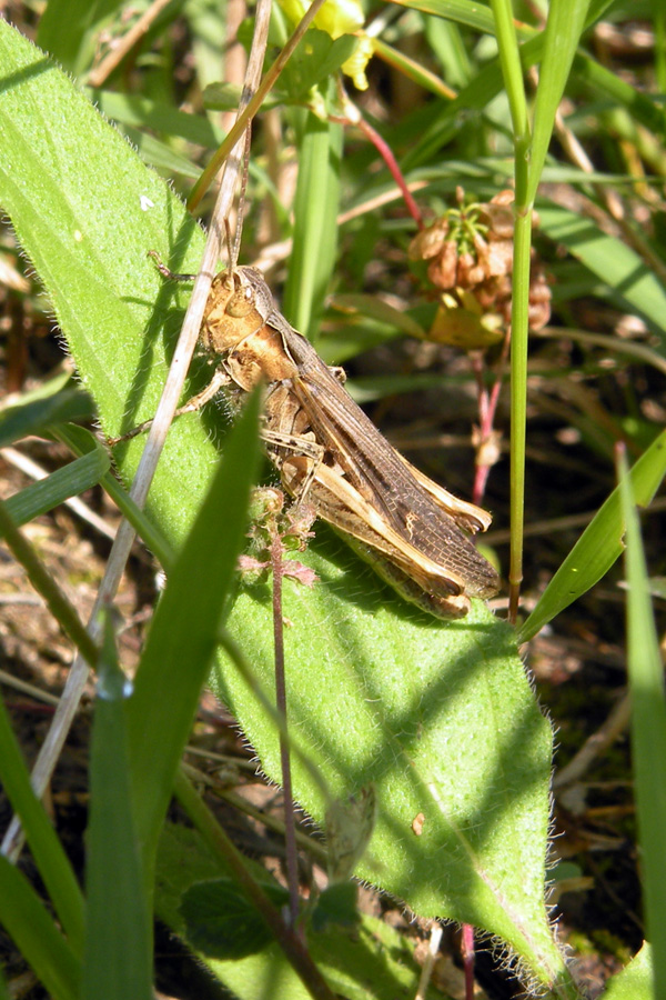 Gomphocerippus rufus (Acrididae)